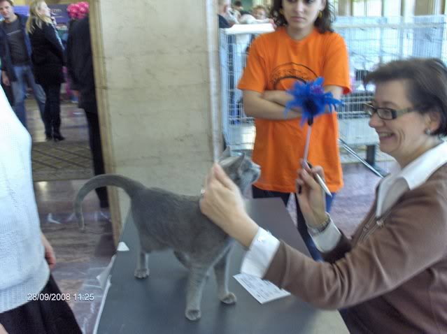 Albastra de Rusia Expo felina