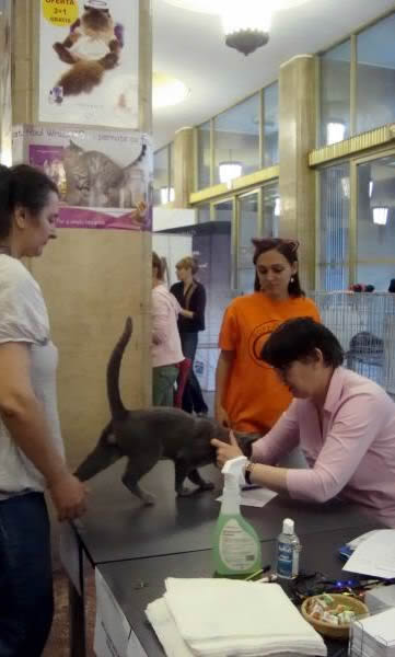 Albastra de Rusia Expo felina